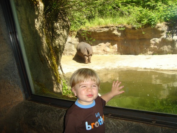 The hippo wouldn't turn around - Reed thought it was funny